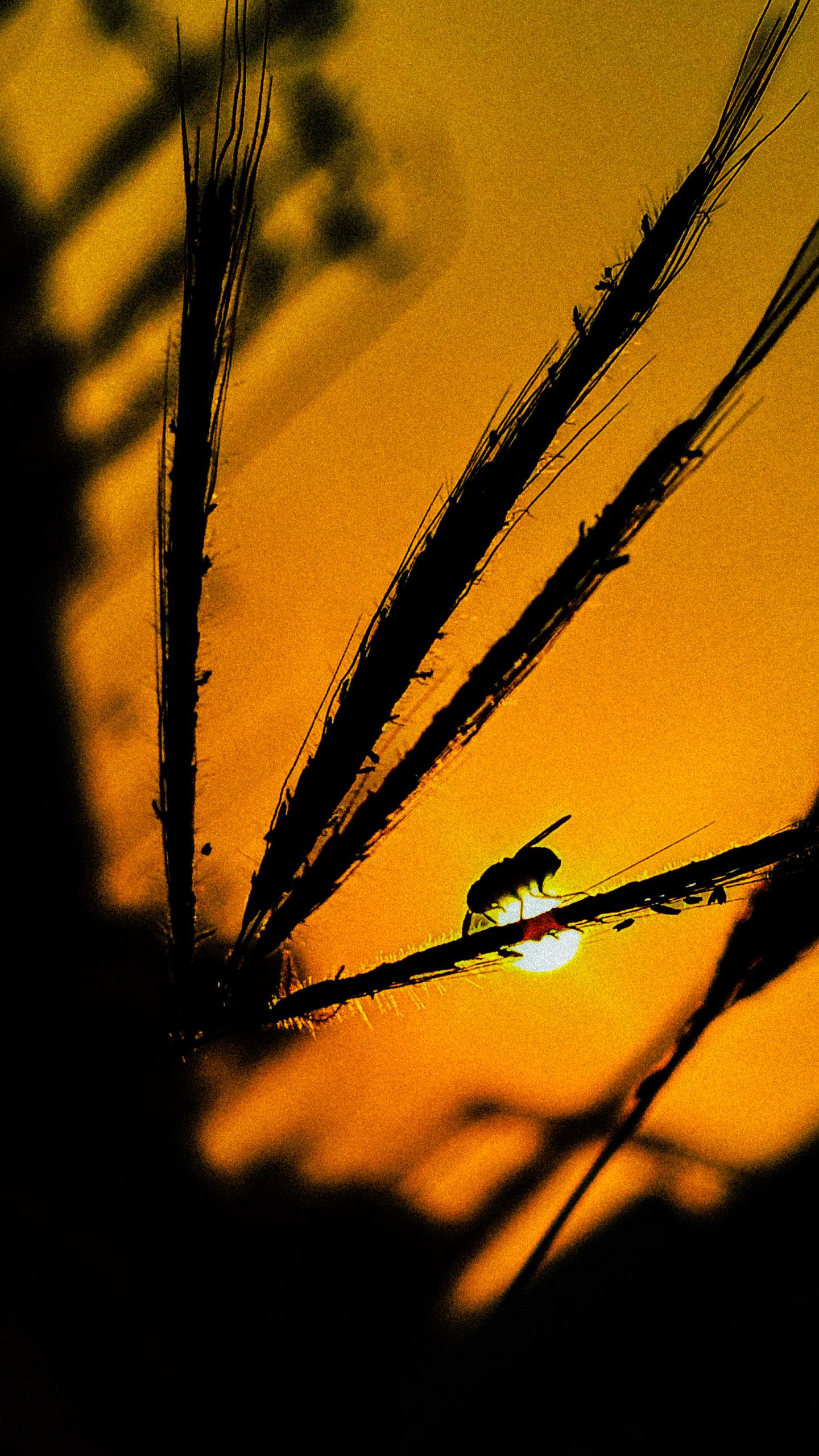 Silhouetted grass and a tiny insect against an orange sunset