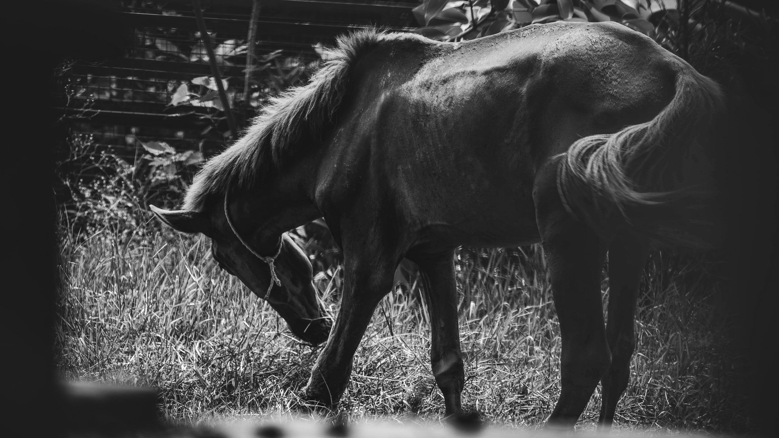Black and white photo of a horse grazing in long grass